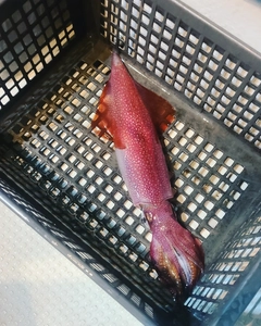 シロイカの釣果
