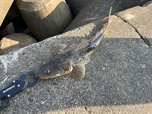 マゴチの釣果