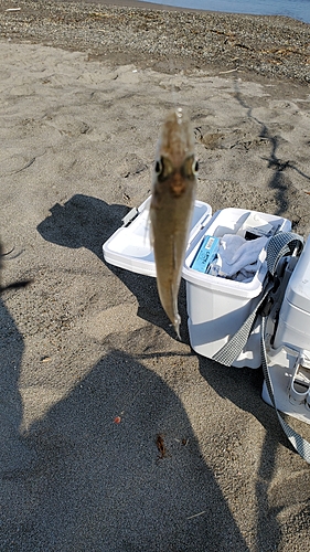 シロギスの釣果