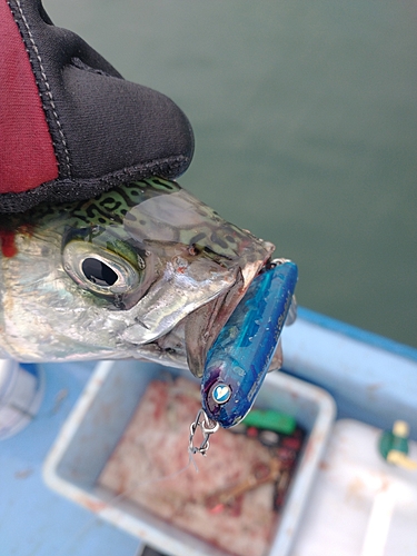 サバの釣果