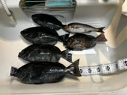 メジナの釣果