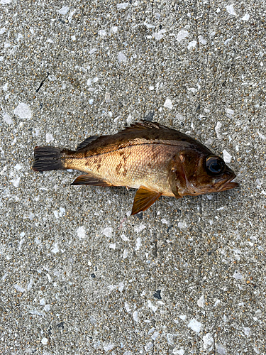 メバルの釣果