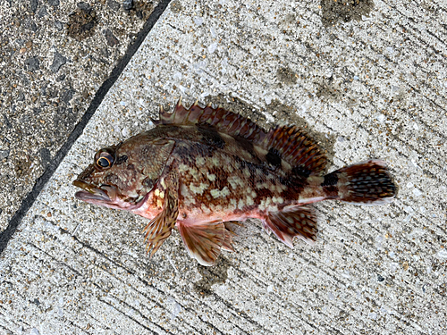 アラカブの釣果