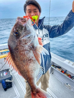 マダイの釣果