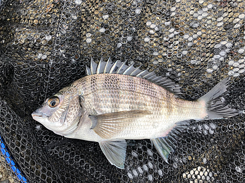 メイタの釣果