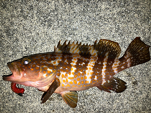 アコウの釣果