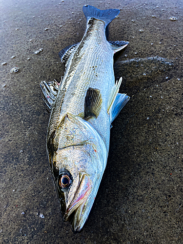 スズキの釣果