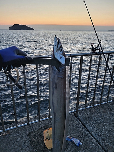 タチウオの釣果