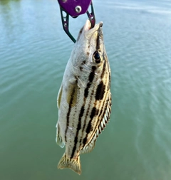 シマイサキの釣果