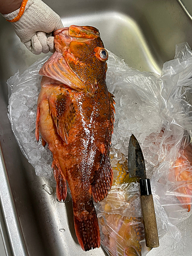 ウッカリカサゴの釣果