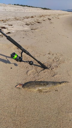 マゴチの釣果