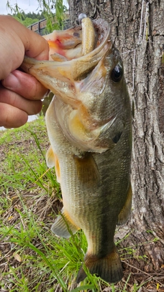 ラージマウスバスの釣果