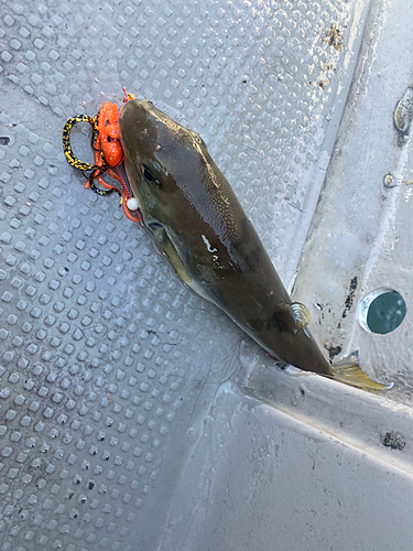 シロサバフグの釣果