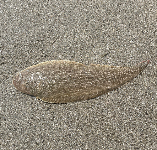 シタビラメの釣果