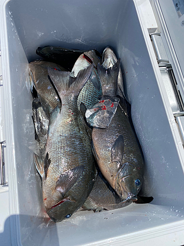 クチブトグレの釣果