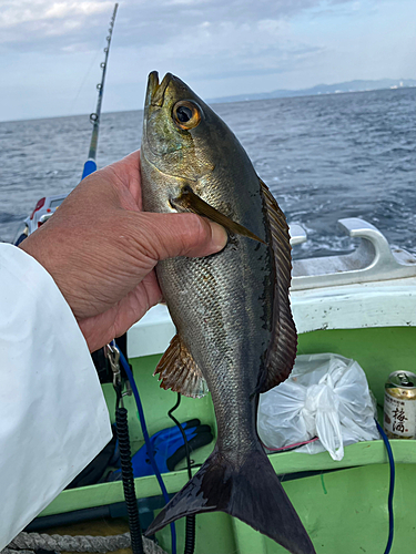 イサキの釣果