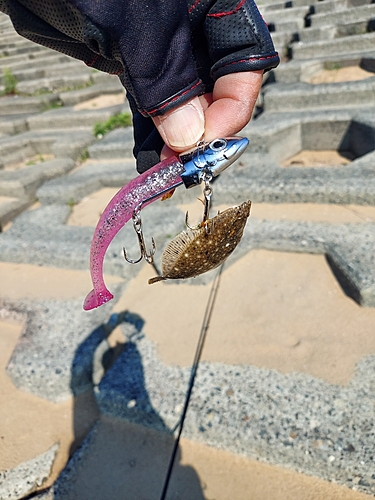 カレイの釣果