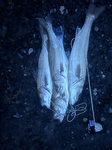 セイゴ（マルスズキ）の釣果