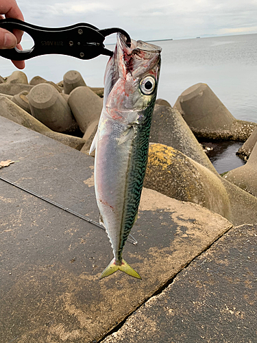 サバの釣果