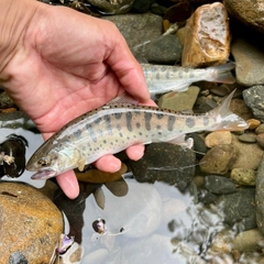 ヤマメの釣果