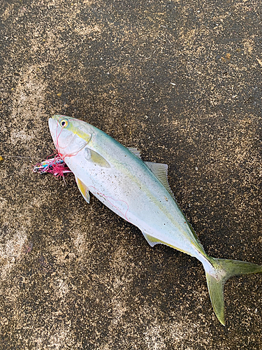 イナダの釣果