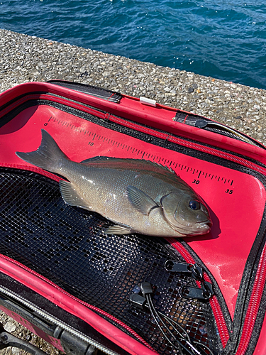 オナガグレの釣果