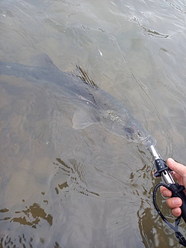 キスの釣果