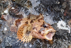 コウライヨロイメバルの釣果