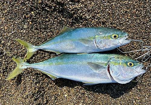 イナダの釣果