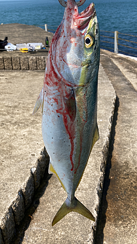 イナダの釣果