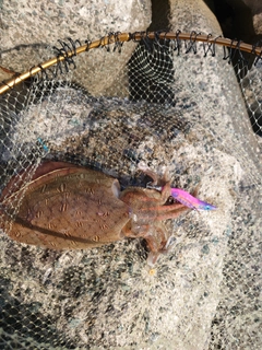 モンゴウイカの釣果