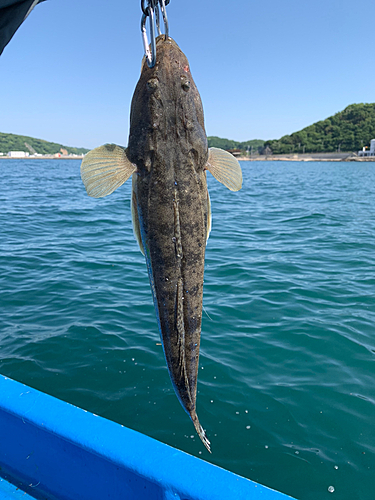 マゴチの釣果