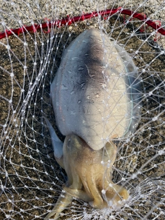 モンゴウイカの釣果