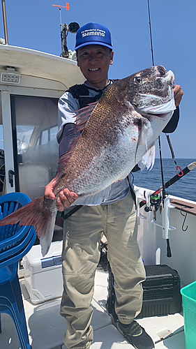 マダイの釣果