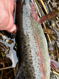 ニジマスの釣果