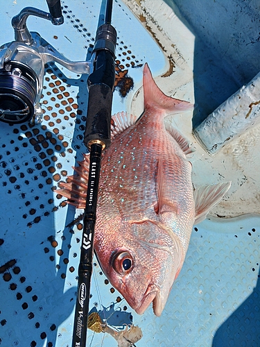 タイの釣果