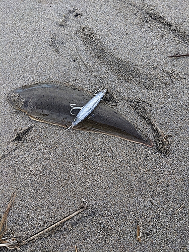 シタビラメの釣果