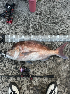 タイの釣果