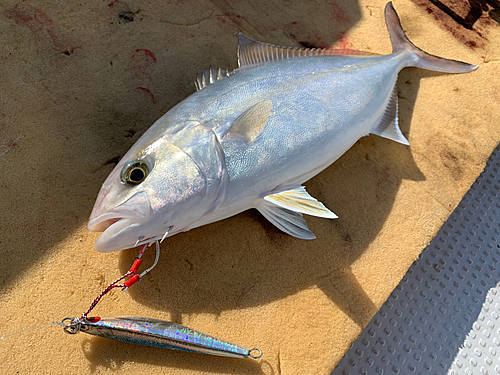 カンパチの釣果