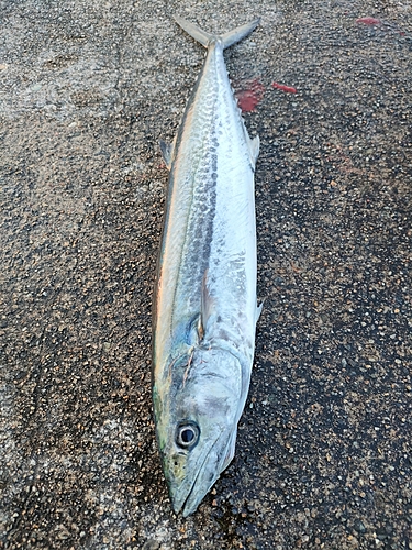 サゴシの釣果