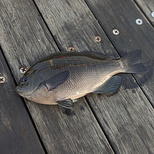 メジナの釣果