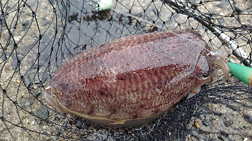 コウイカの釣果