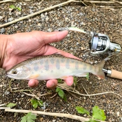 ヤマメの釣果