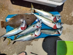 サバの釣果