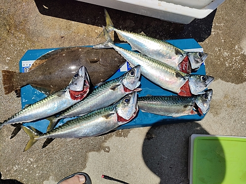 サバの釣果