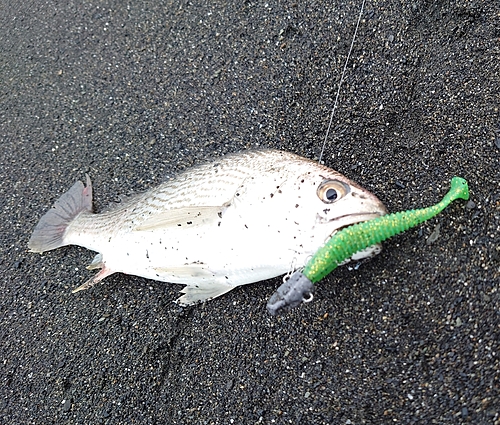 イシモチの釣果