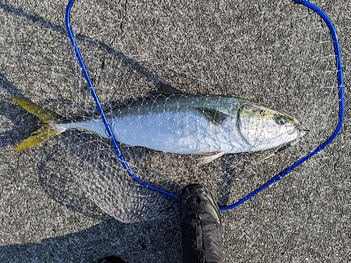 ブリの釣果