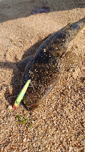 マゴチの釣果