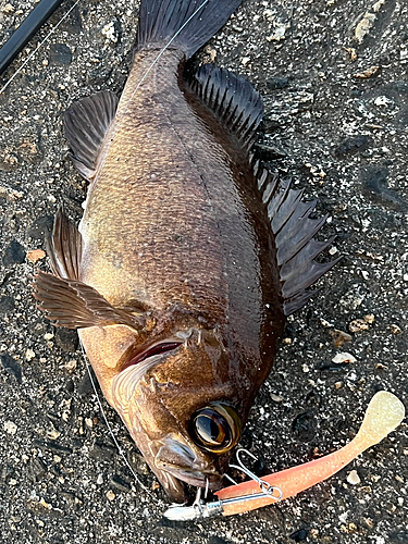 メバルの釣果