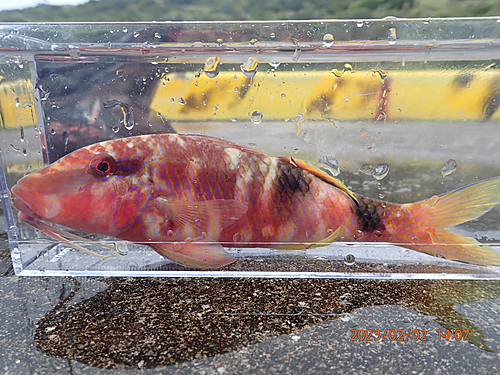 ホウライヒメジの釣果